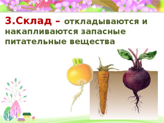 3.Склад – откладываются и накапливаются запасные питательные вещества 