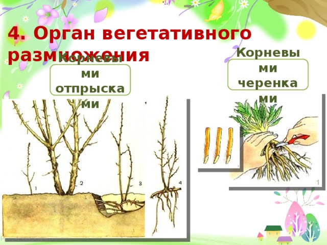 4. Орган вегетативного размножения Корневыми черенками Корневыми отпрысками 