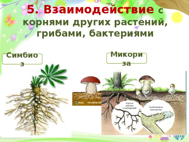 5. Взаимодействие с корнями других растений, грибами, бактериями Микориза Симбиоз 