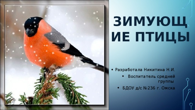 Зимующие птицы Разработала Никитина Н.И. Воспитатель средней группы БДОУ д/с №236 г. Омска 