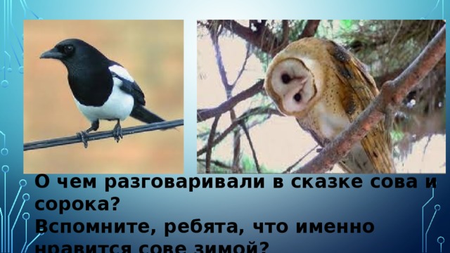 О чем разговаривали в сказке сова и сорока? Вспомните, ребята, что именно нравится сове зимой? 
