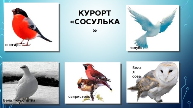 Курорт «Сосулька» снегирь голубь Белая сова свиристель Белая куропатка 