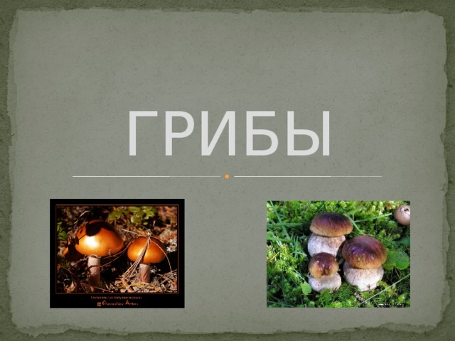 ГРИБЫ 