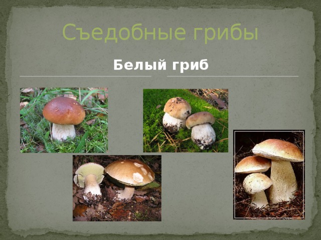 Съедобные грибы Белый гриб 
