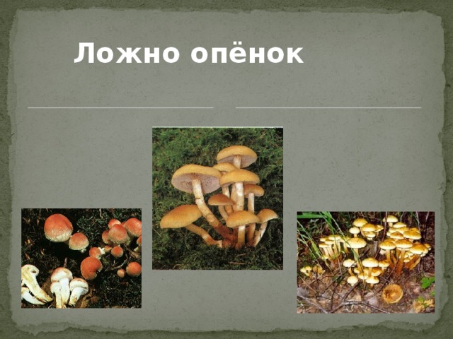 Ложно опёнок 