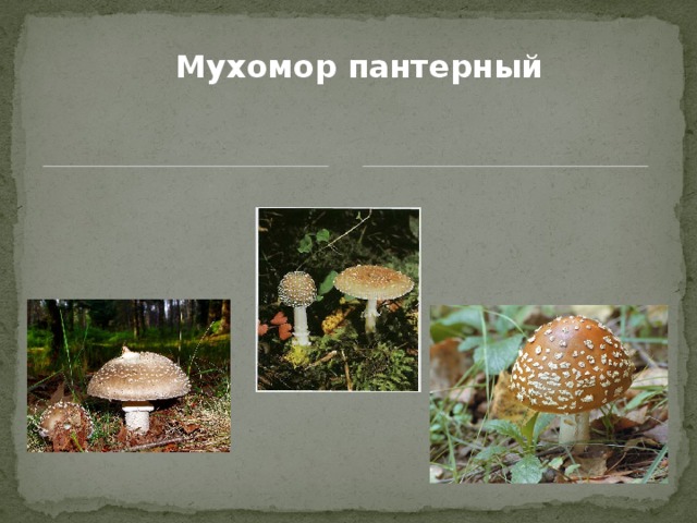 Мухомор пантерный 