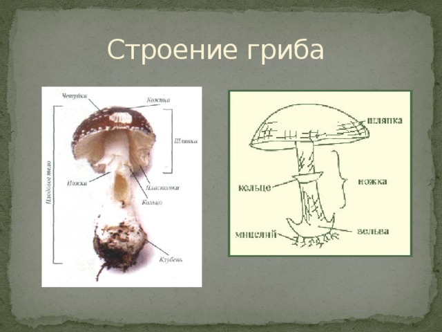 Строение гриба 