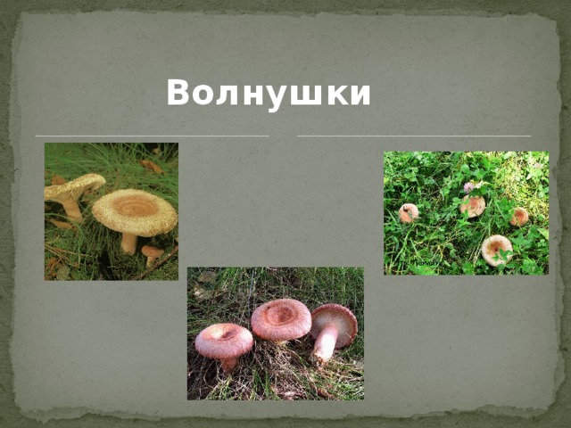 Волнушки 