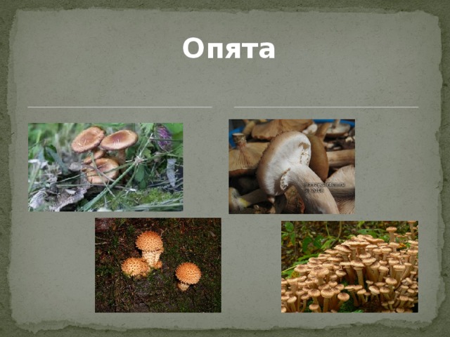 Опята 