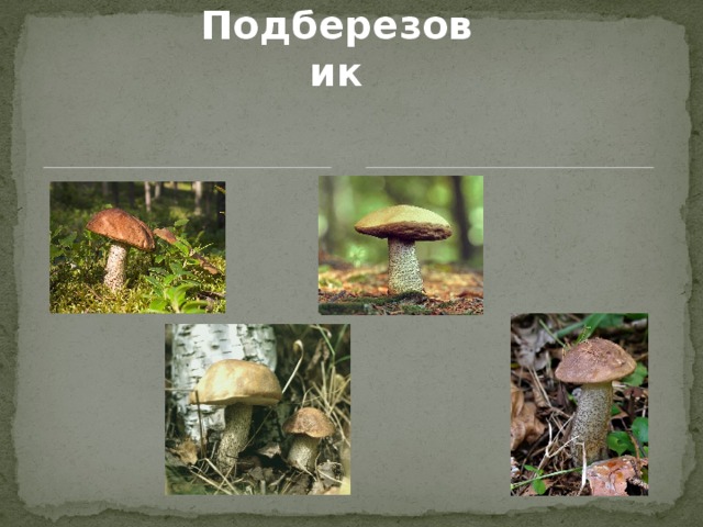 Подберезовик 