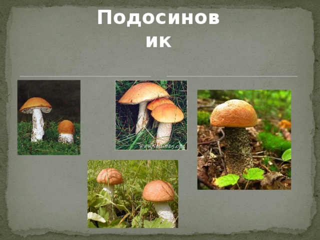 Подосиновик  