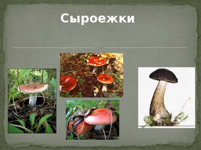 Сыроежки 