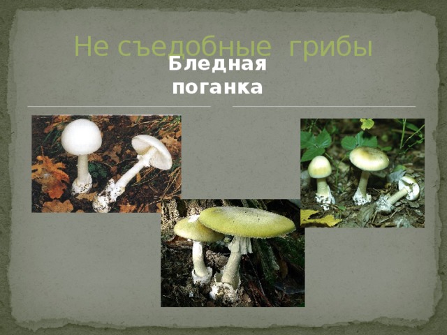 Не съедобные грибы Бледная поганка 