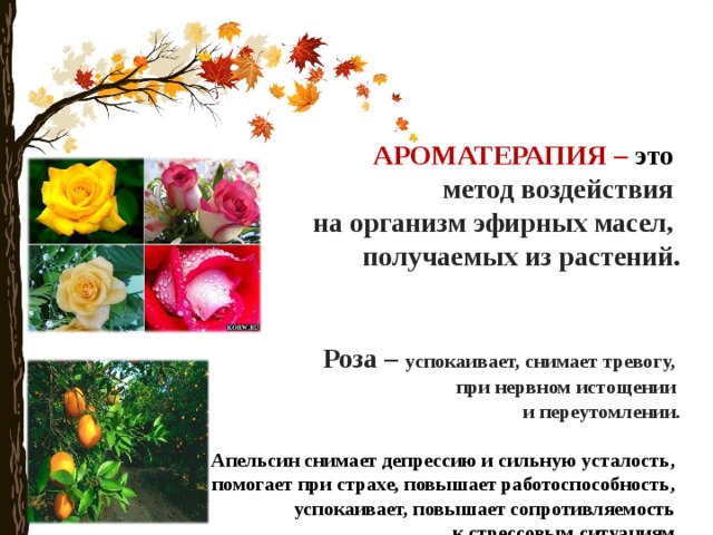   АРОМАТЕРАПИЯ – это   метод воздействия  на организм эфирных масел,  получаемых из растений.    Роза – успокаивает, снимает тревогу,  при нервном истощении  и переутомлении.    Апельсин снимает депрессию и сильную усталость,  помогает при страхе, повышает работоспособность,  успокаивает, повышает сопротивляемость  к стрессовым ситуациям.       