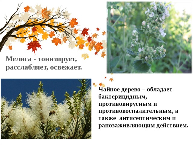 Мелиса - тонизирует, расслабляет, освежает.  Чайное дерево – обладает бактерицидным, противовирусным и противовоспалительным, а также антисептическим и ранозаживляющим действием.  