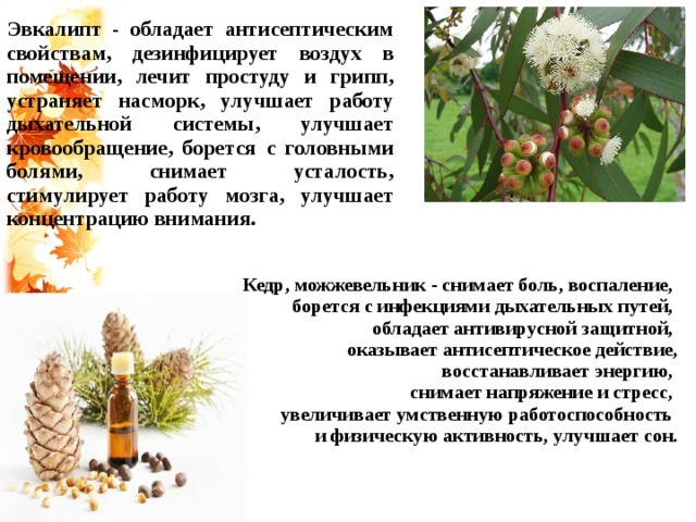 Эвкалипт - обладает антисептическим свойствам, дезинфицирует воздух в помещении, лечит простуду и грипп, устраняет насморк, улучшает работу дыхательной системы, улучшает кровообращение, борется с головными болями, снимает усталость, стимулирует работу мозга, улучшает концентрацию внимания.  Кедр, можжевельник - снимает боль, воспаление, борется с инфекциями дыхательных путей, обладает антивирусной защитной, оказывает антисептическое действие,  восстанавливает энергию, снимает напряжение и стресс, увеличивает умственную работоспособность и физическую активность, улучшает сон.  