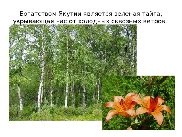 Богатством Якутии является зеленая тайга, укрывающая нас от холодных сквозных ветров. 