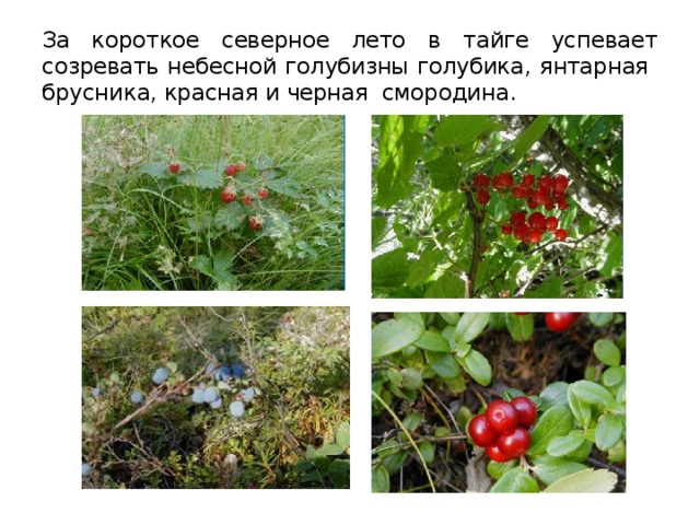 За короткое северное лето в тайге успевает созревать небесной голубизны голубика, янтарная брусника, красная и черная смородина. 