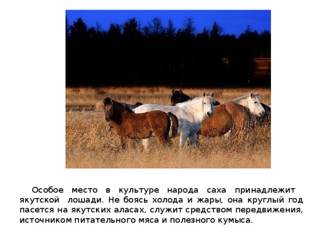  Особое место в культуре народа саха принадлежит якутской лошади. Не боясь холода и жары, она круглый год пасется на якутских аласах, служит средством передвижения, источником питательного мяса и полезного кумыса. 