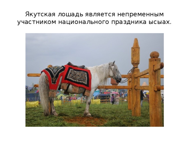 Якутская лошадь является непременным участником национального праздника ысыах. 