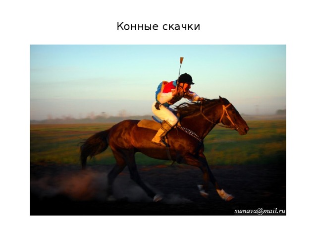 Конные скачки 