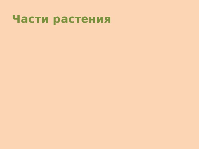 Части растения    