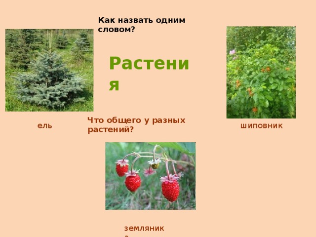 Как назвать одним словом? Растения Что общего у разных растений? ель шиповник земляника 