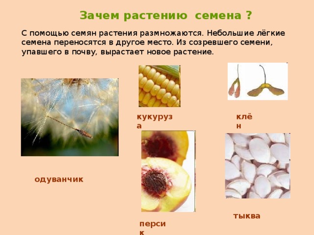 Зачем растению семена ? С помощью семян растения размножаются. Небольшие лёгкие семена переносятся в другое место. Из созревшего семени, упавшего в почву, вырастает новое растение. кукуруза клён одуванчик тыква персик 
