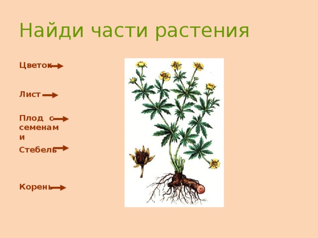 Найди части растения Цветок Лист Плод с семенами Стебель Корень 