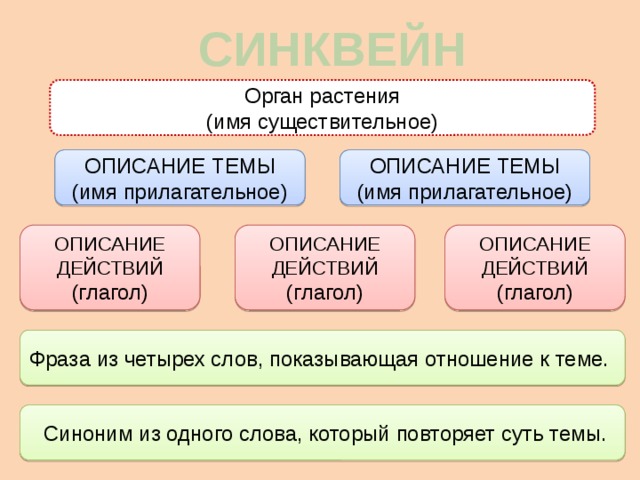 СИНКВЕЙН Орган растения (имя существительное) ОПИСАНИЕ ТЕМЫ ОПИСАНИЕ ТЕМЫ (имя прилагательное) (имя прилагательное) ОПИСАНИЕ ДЕЙСТВИЙ ОПИСАНИЕ ДЕЙСТВИЙ ОПИСАНИЕ ДЕЙСТВИЙ (глагол) (глагол) (глагол) Фраза из четырех слов, показывающая отношение к теме.  Синоним из одного слова, который повторяет суть темы. 
