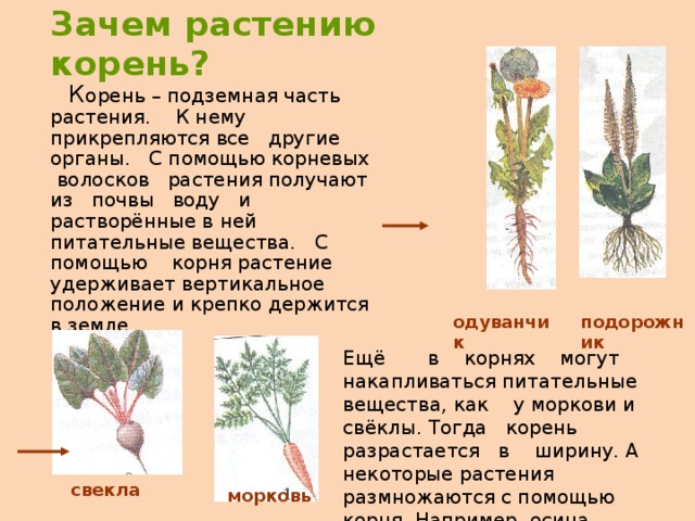 Зачем растению корень?  К орень – подземная часть растения. К нему прикрепляются все другие органы. С помощью корневых волосков растения получают из почвы воду и растворённые в ней питательные вещества. С помощью корня растение удерживает вертикальное положение и крепко держится в земле. одуванчик подорожник Ещё в корнях могут накапливаться питательные вещества, как у моркови и свёклы. Тогда корень разрастается в ширину. А некоторые растения размножаются с помощью корня. Например, осина. свекла морковь 