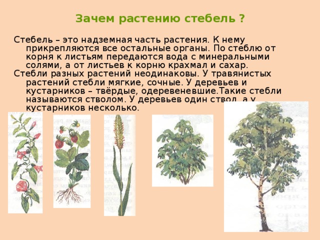 Зачем растению стебель ? Стебель – это надземная часть растения. К нему прикрепляются все остальные органы. По стеблю от корня к листьям передаются вода с минеральными солями, а от листьев к корню крахмал и сахар. Стебли разных растений неодинаковы. У травянистых растений стебли мягкие, сочные. У деревьев и кустарников – твёрдые, одеревеневшие.Такие стебли называются стволом. У деревьев один ствол, а у кустарников несколько. 