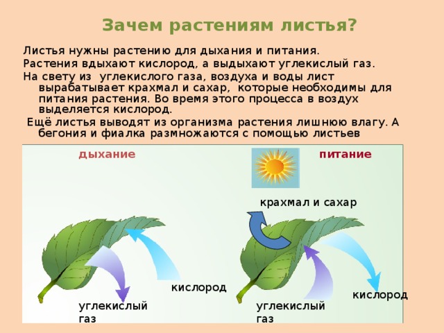 Зачем растениям листья? Листья нужны растению для дыхания и питания. Растения вдыхают кислород, а выдыхают углекислый газ. На свету из углекислого газа, воздуха и воды лист вырабатывает крахмал и сахар, которые необходимы для питания растения. Во время этого процесса в воздух выделяется кислород.  Ещё листья выводят из организма растения лишнюю влагу. А бегония и фиалка размножаются с помощью листьев питание дыхание крахмал и сахар кислород кислород углекислый газ углекислый газ 