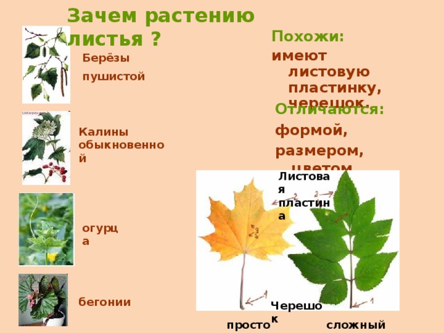 Зачем растению листья ? Похожи: имеют листовую пластинку, черешок. Берёзы пушистой Отличаются: формой, размером, цветом . Калины обыкновенной Листовая пластина огурца бегонии Черешок простой сложный 
