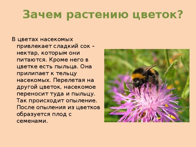 Зачем растению цветок? В цветах насекомых привлекает сладкий сок – нектар, которым они питаются. Кроме него в цветке есть пыльца. Она прилипает к тельцу насекомых. Перелетая на другой цветок, насекомое переносит туда и пыльцу. Так происходит опыление. После опыления из цветков образуется плод с семенами. 