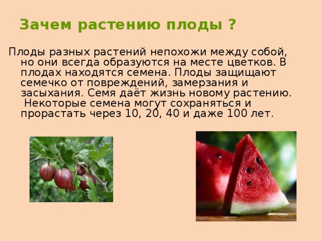Зачем растению плоды ? Плоды разных растений непохожи между собой, но они всегда образуются на месте цветков. В плодах находятся семена. Плоды защищают семечко от повреждений, замерзания и засыхания. Семя даёт жизнь новому растению. Некоторые семена могут сохраняться и прорастать через 10, 20, 40 и даже 100 лет. 