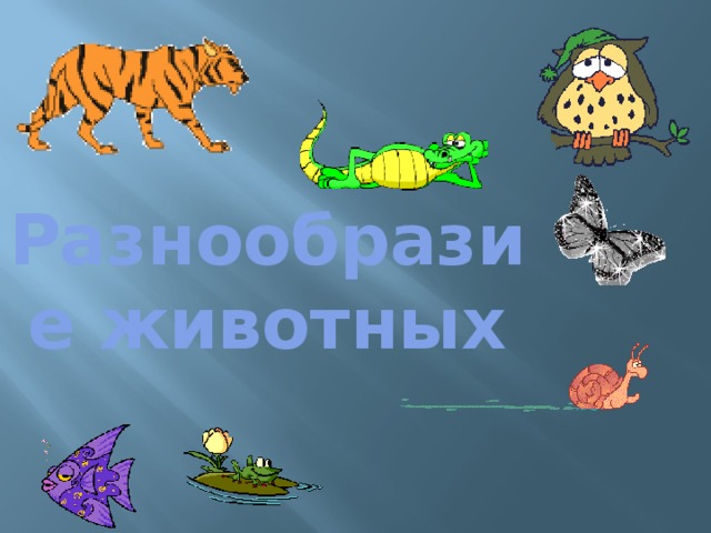 Разнообразие животных 