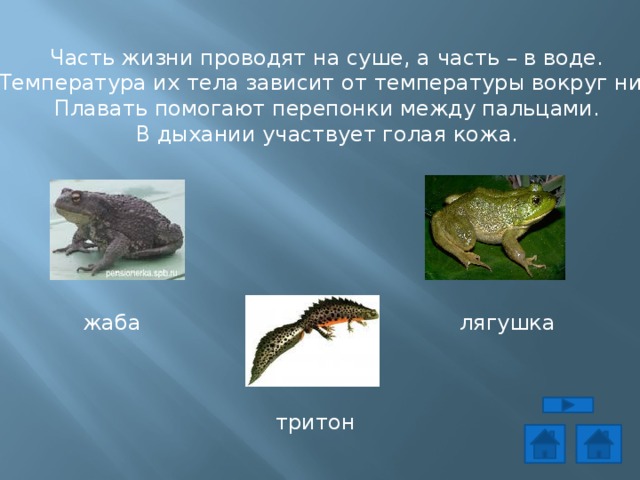 Часть жизни проводят на суше, а часть – в воде.  Температура их тела зависит от температуры вокруг них. Плавать помогают перепонки между пальцами. В дыхании участвует голая кожа. жаба лягушка тритон 