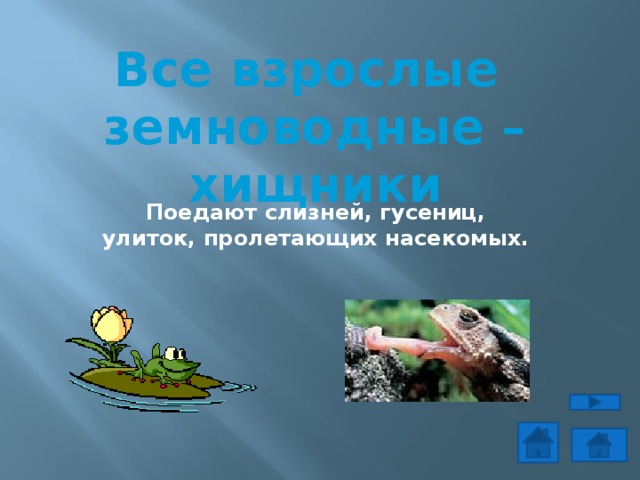 Все взрослые земноводные – хищники Поедают слизней, гусениц, улиток, пролетающих насекомых. 
