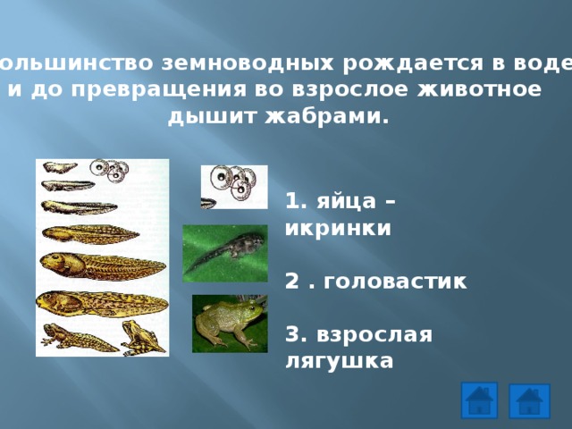 Большинство земноводных рождается в воде и до превращения во взрослое животное дышит жабрами. 1. яйца – икринки  2 . головастик  3. взрослая лягушка 