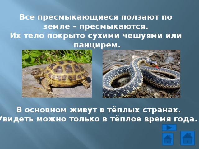Все пресмыкающиеся ползают по земле – пресмыкаются. Их тело покрыто сухими чешуями или панцирем.        В основном живут в тёплых странах. Увидеть можно только в тёплое время года. 