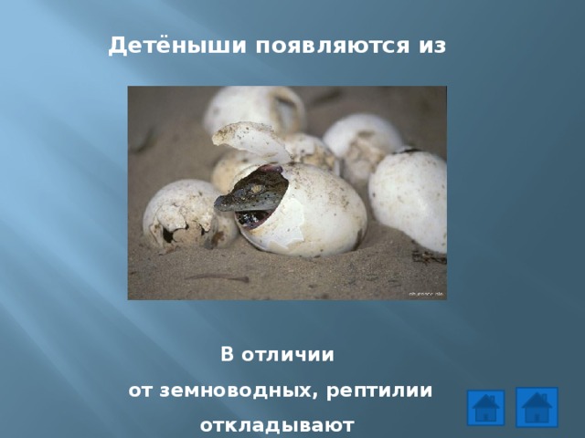 Детёныши появляются из яйца.      В отличии  от земноводных, рептилии откладывают  яйца на суше.  