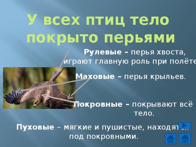 У всех птиц тело  покрыто перьями  Рулевые – перья хвоста,  играют главную роль при полёте. Маховые – перья крыльев. Покровные – покрывают всё  тело. Пуховые – мягкие и пушистые, находятся  под покровными. 