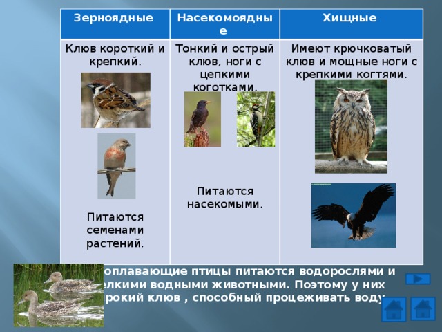 Зерноядные Клюв короткий и крепкий. Насекомоядные Тонкий и острый клюв, ноги с цепкими коготками. Хищные Имеют крючковатый клюв и мощные ноги с крепкими когтями. Питаются насекомыми. Питаются семенами растений. Водоплавающие птицы питаются водорослями и  мелкими водными животными. Поэтому у них широкий клюв , способный процеживать воду. 