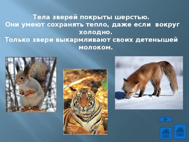 Тела зверей покрыты шерстью. Они умеют сохранять тепло, даже если вокруг  холодно. Только звери выкармливают своих детенышей  молоком. 