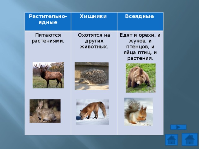 Растительно-ядные Хищники Питаются растениями. Всеядные Охотятся на других животных. Едят и орехи, и жуков, и птенцов, и яйца птиц, и растения. 
