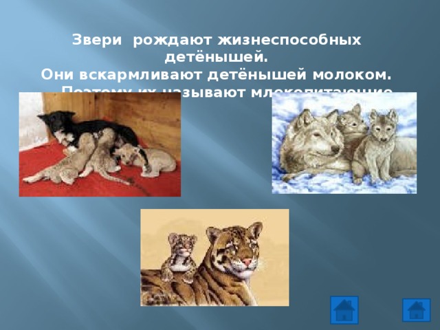 Звери рождают жизнеспособных детёнышей. Они вскармливают детёнышей молоком.  Поэтому их называют млекопитающие 