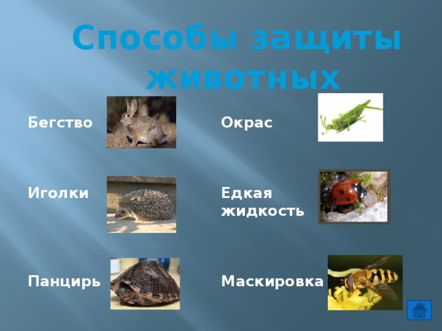 Способы защиты животных Окрас Бегство       Едкая Иголки  жидкость       Панцирь Маскировка   