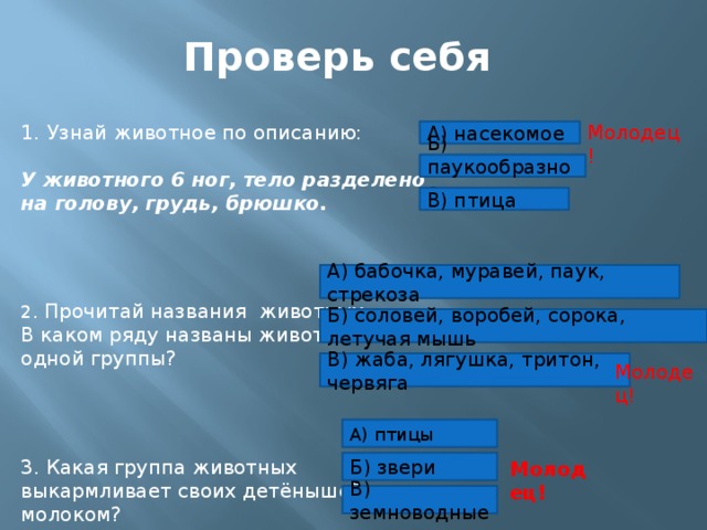 Проверь себя Молодец! Узнай животное по описанию: У животного 6 ног, тело разделено на голову, грудь, брюшко. 2 . Прочитай названия животных. В каком ряду названы животные одной группы? 3. Какая группа животных выкармливает своих детёнышей молоком? А) насекомое Б) паукообразное В) птица А) бабочка, муравей, паук, стрекоза Б) соловей, воробей, сорока, летучая мышь В) жаба, лягушка, тритон, червяга Молодец! А) птицы Б) звери Молодец! В) земноводные 
