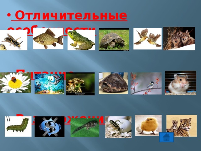  Отличительные особенности  Питание  Размножение 